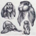 Дизайн вышивки кролик